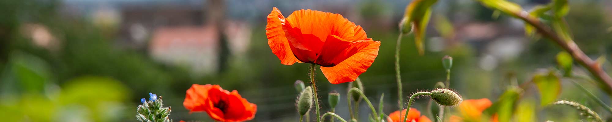 mohn-gimmeldingen_89_2000x400